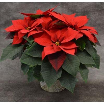 Holiday Service Poinsettias